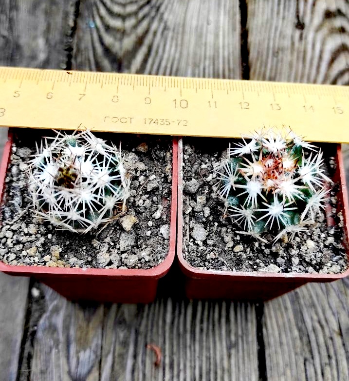 Escobaria robbinsorum SB 464 150 грн семена 25 шт 100 грн