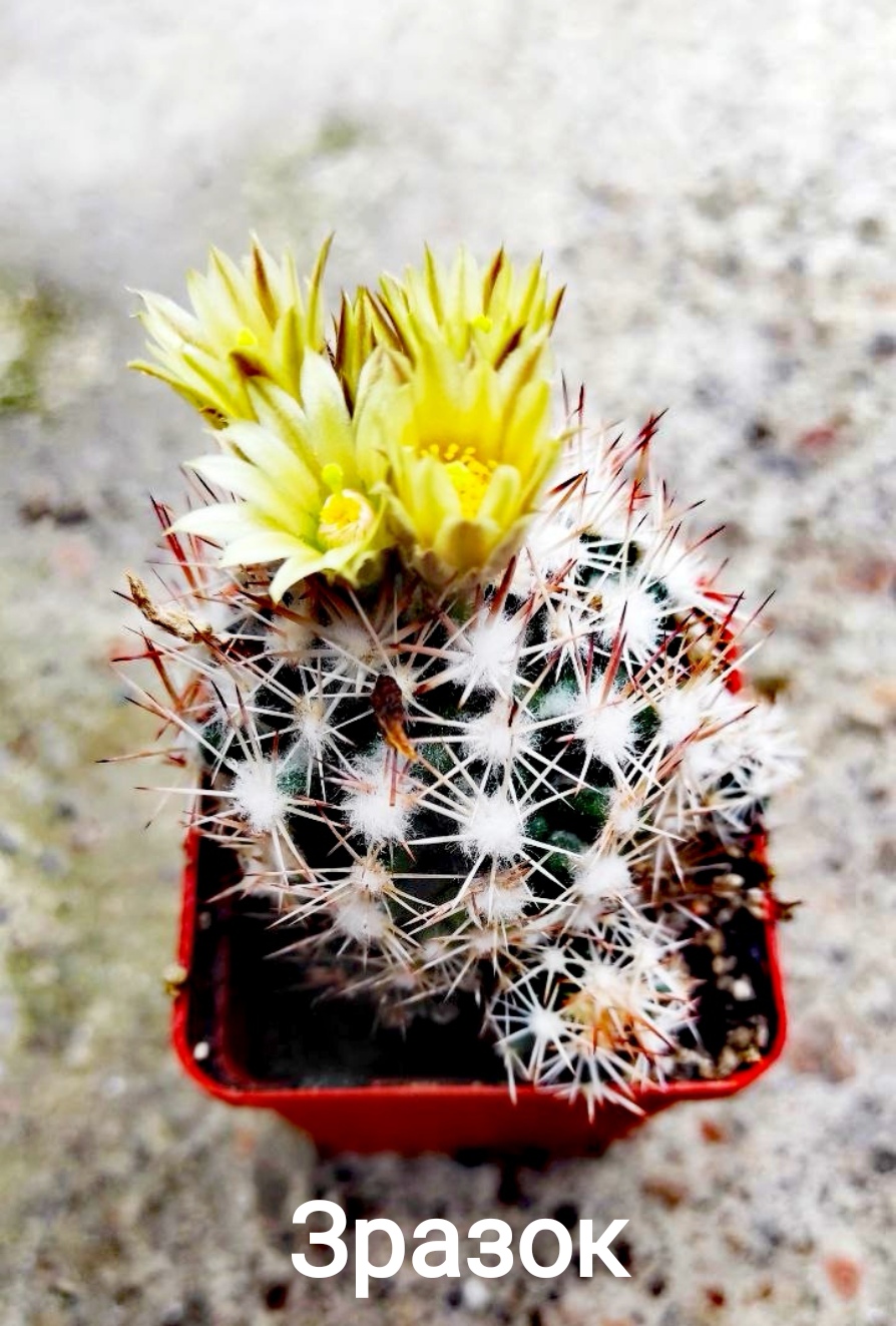 Escobaria robbinsorum SB 464 - НАСІННЯ