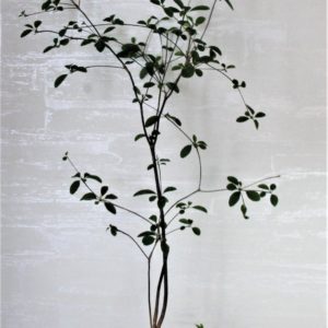 Euphorbia-mahabokensis-Sakaraha-Madagascar.Kubik