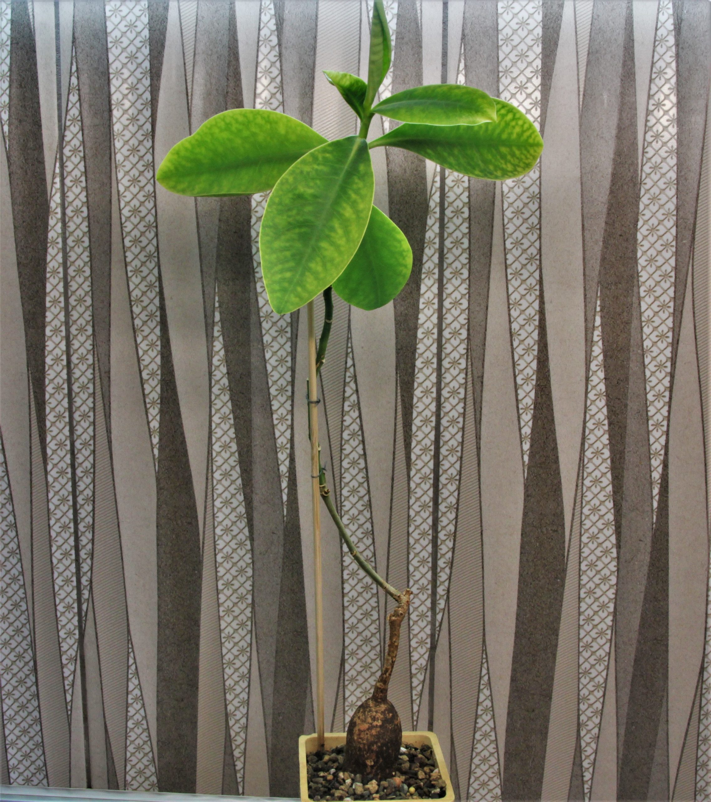 Euphorbia-maritae