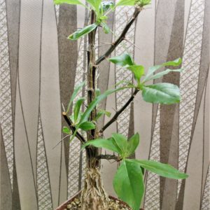 Fouguieria-formosa.