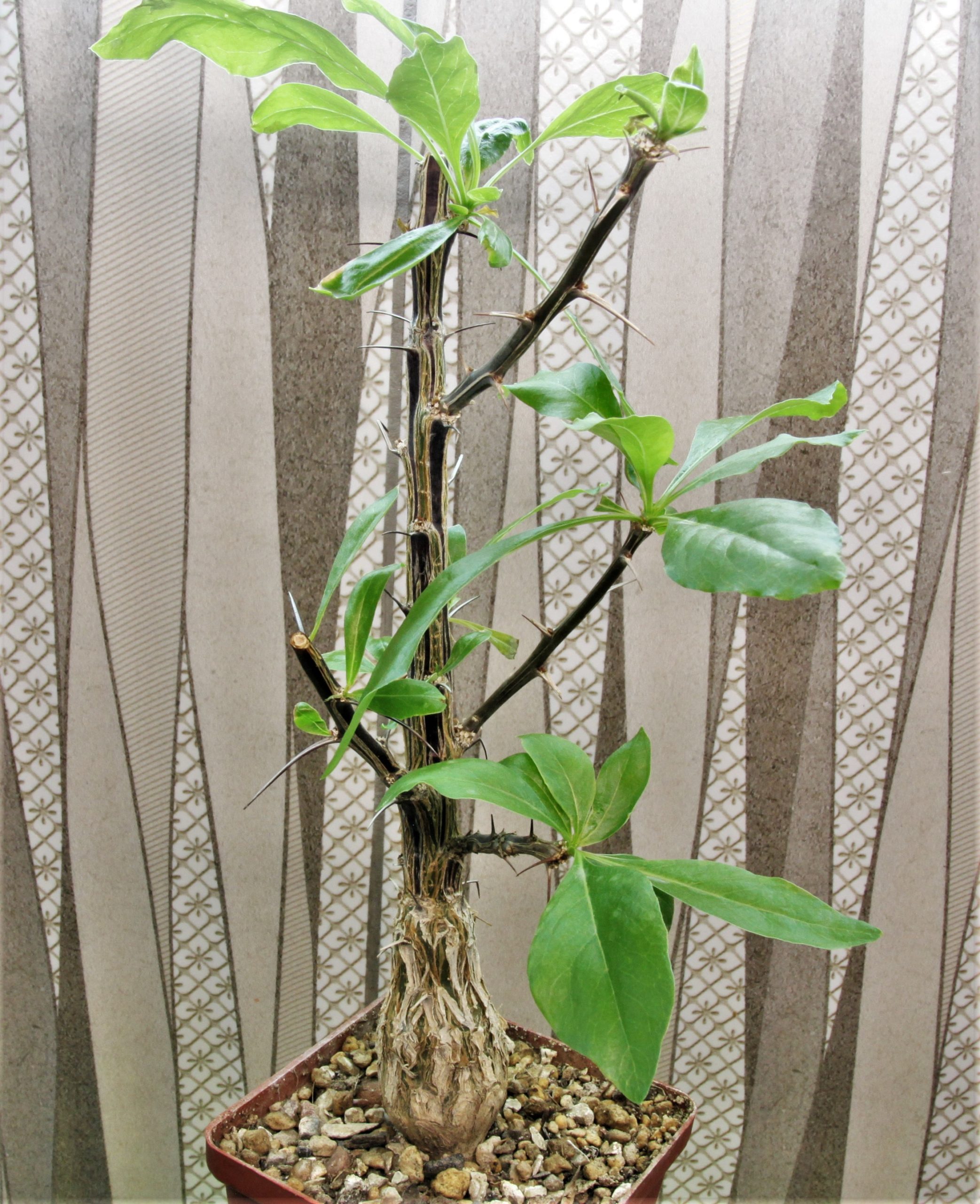 Fouguieria-formosa.