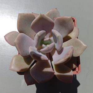 Graptoveria debie