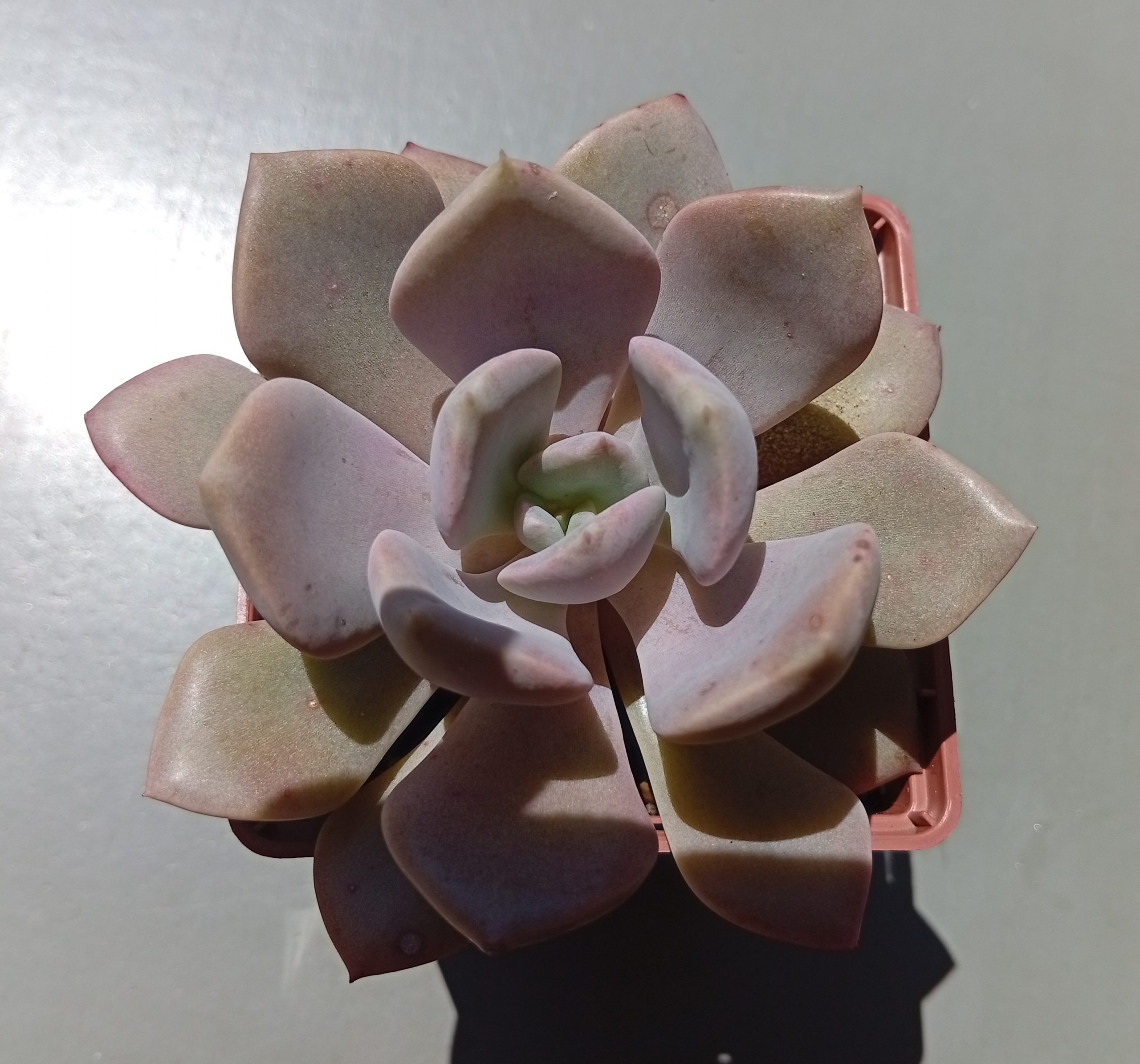 Graptoveria debie