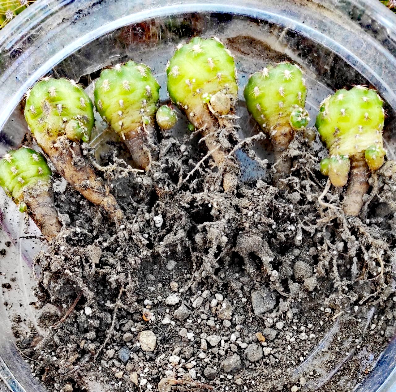 Gymnocalycium mesopotamicum
