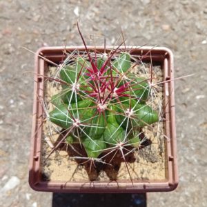 Hamatocactus davisii