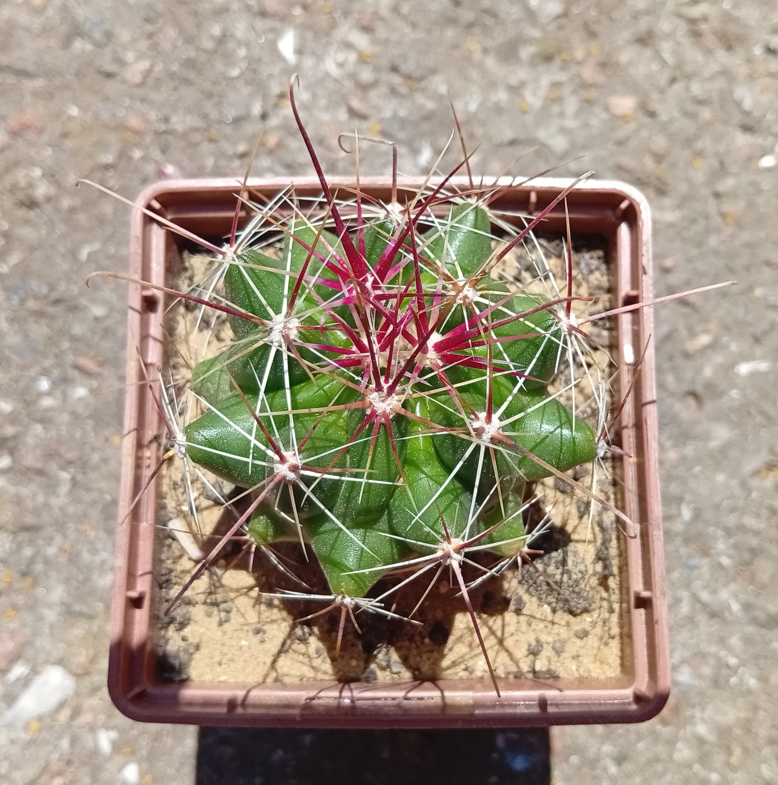 Hamatocactus davisii