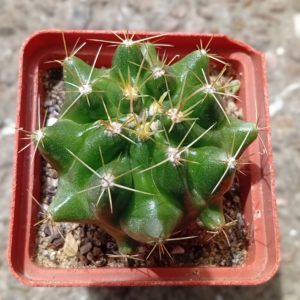Hamatocactus sinuatus