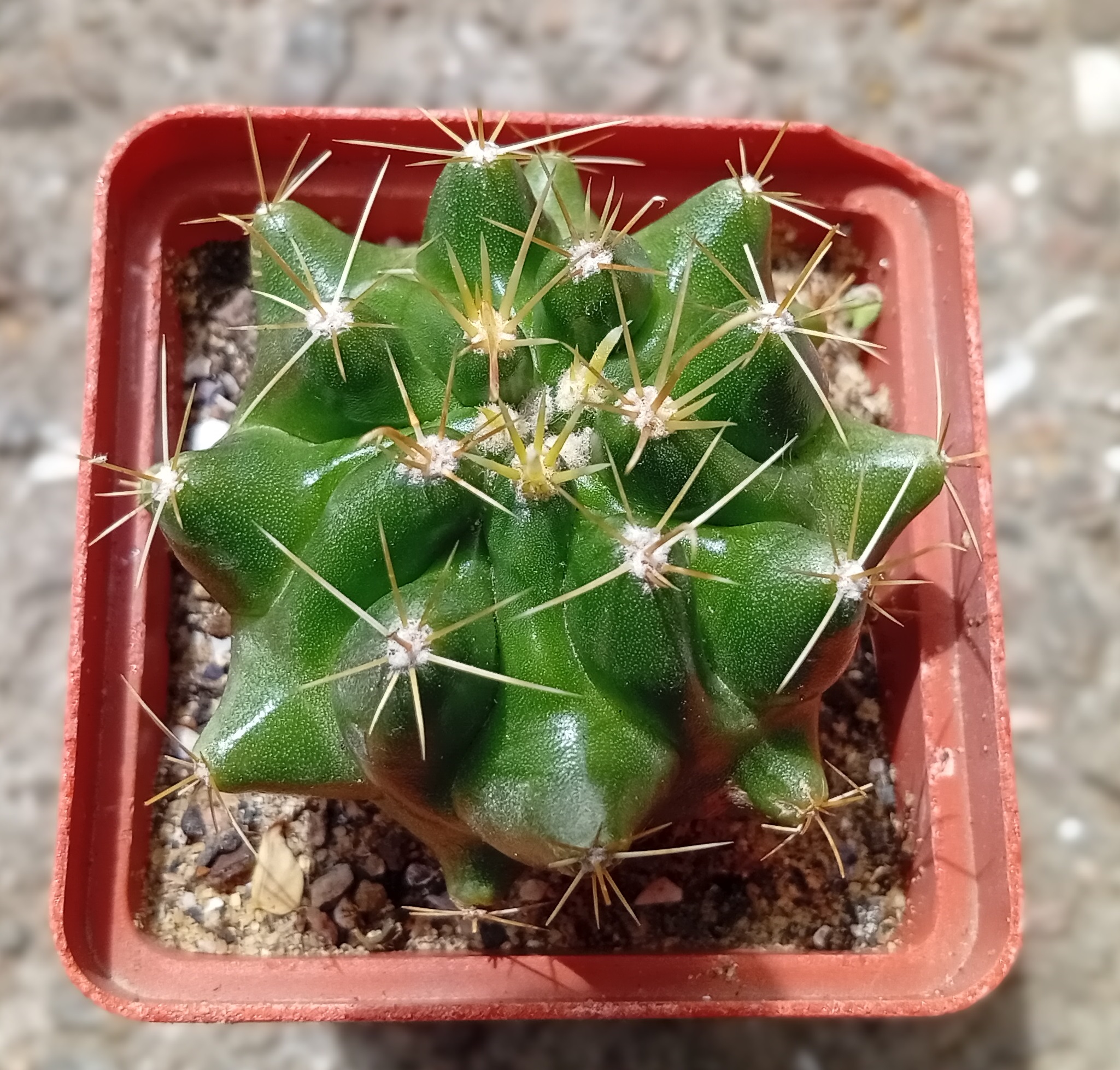 Hamatocactus sinuatus