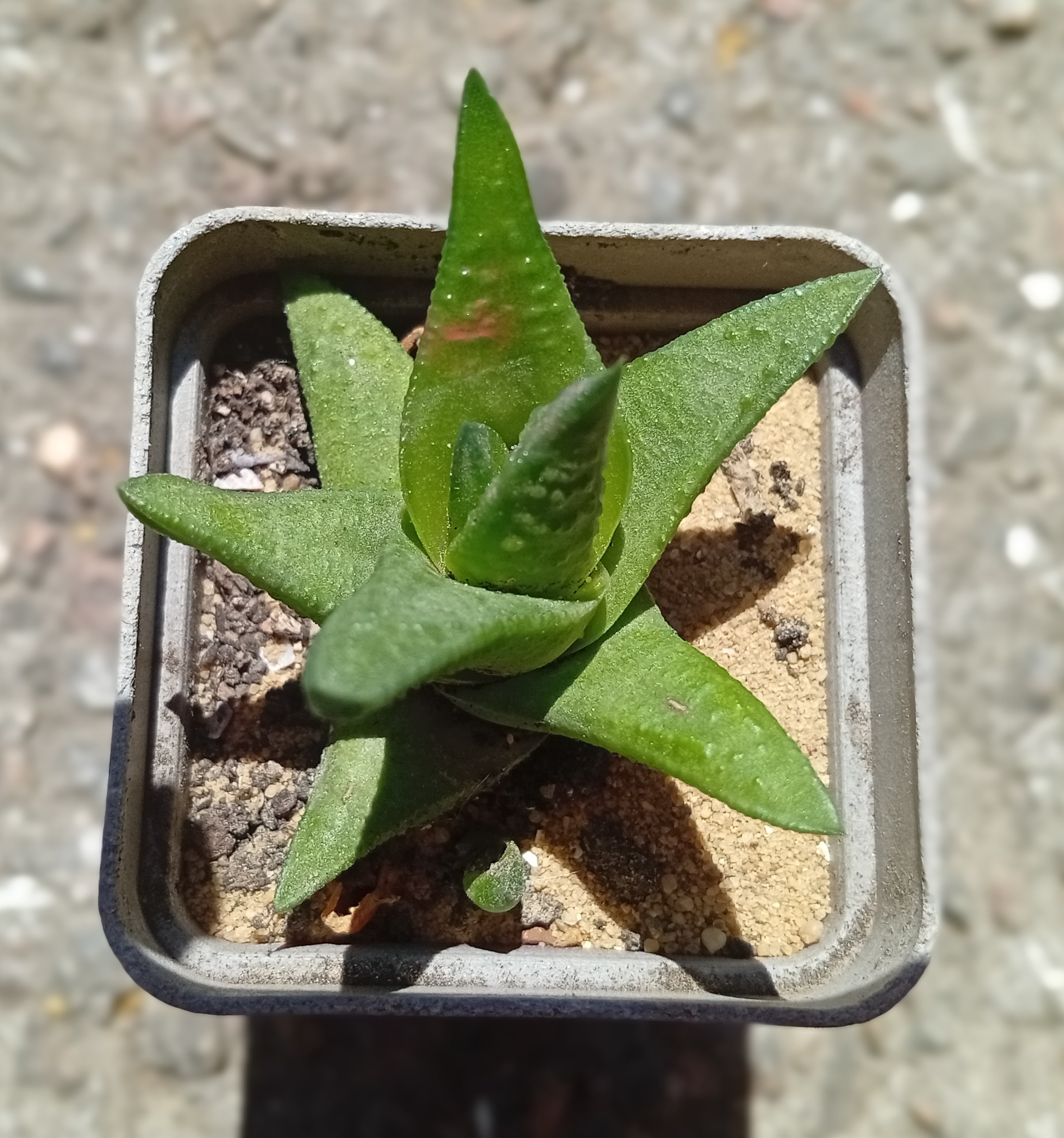 Haworthia marginata x nigra