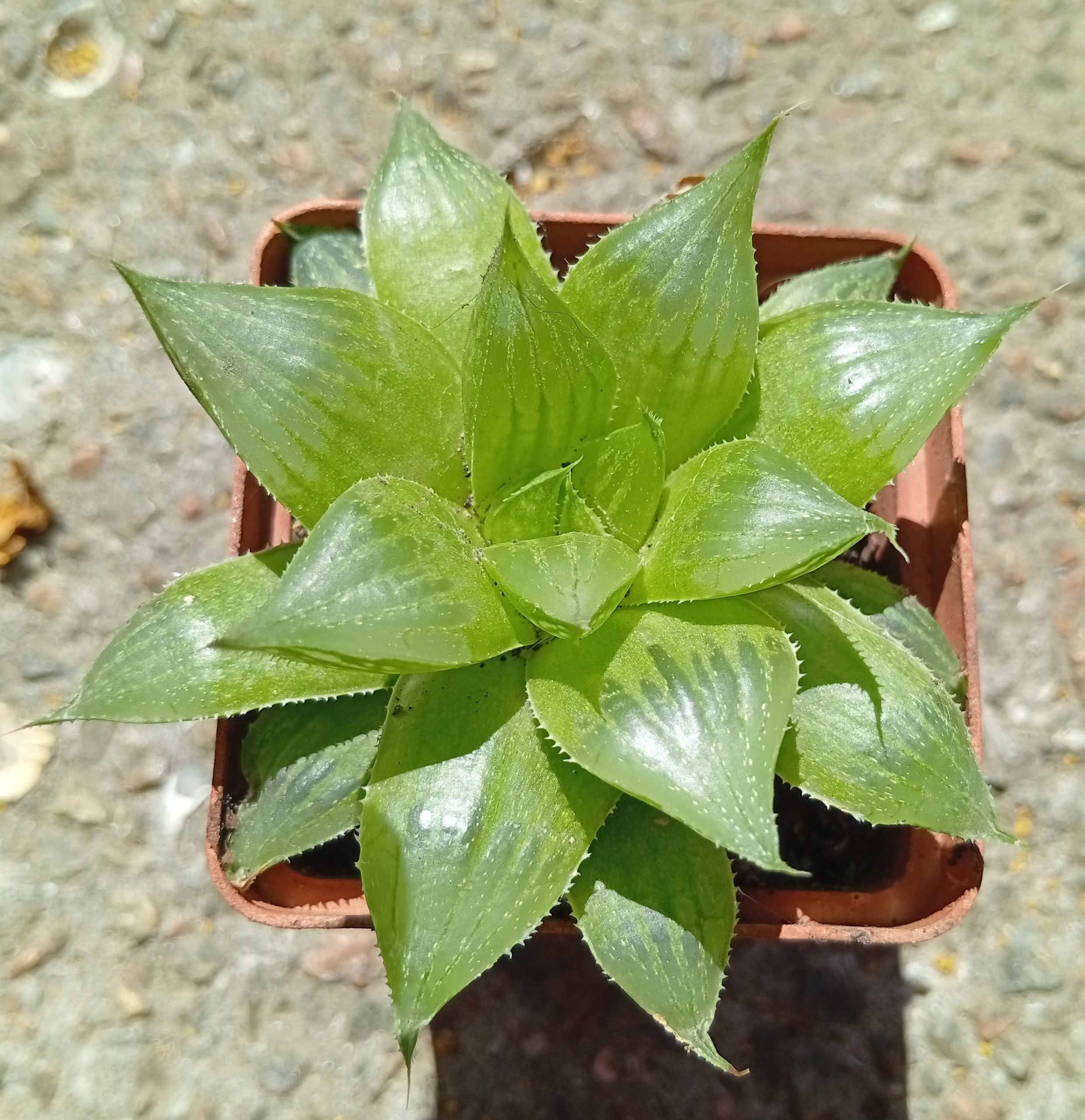 Haworthia mirabilis