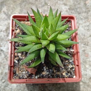 Haworthia spes UP 017