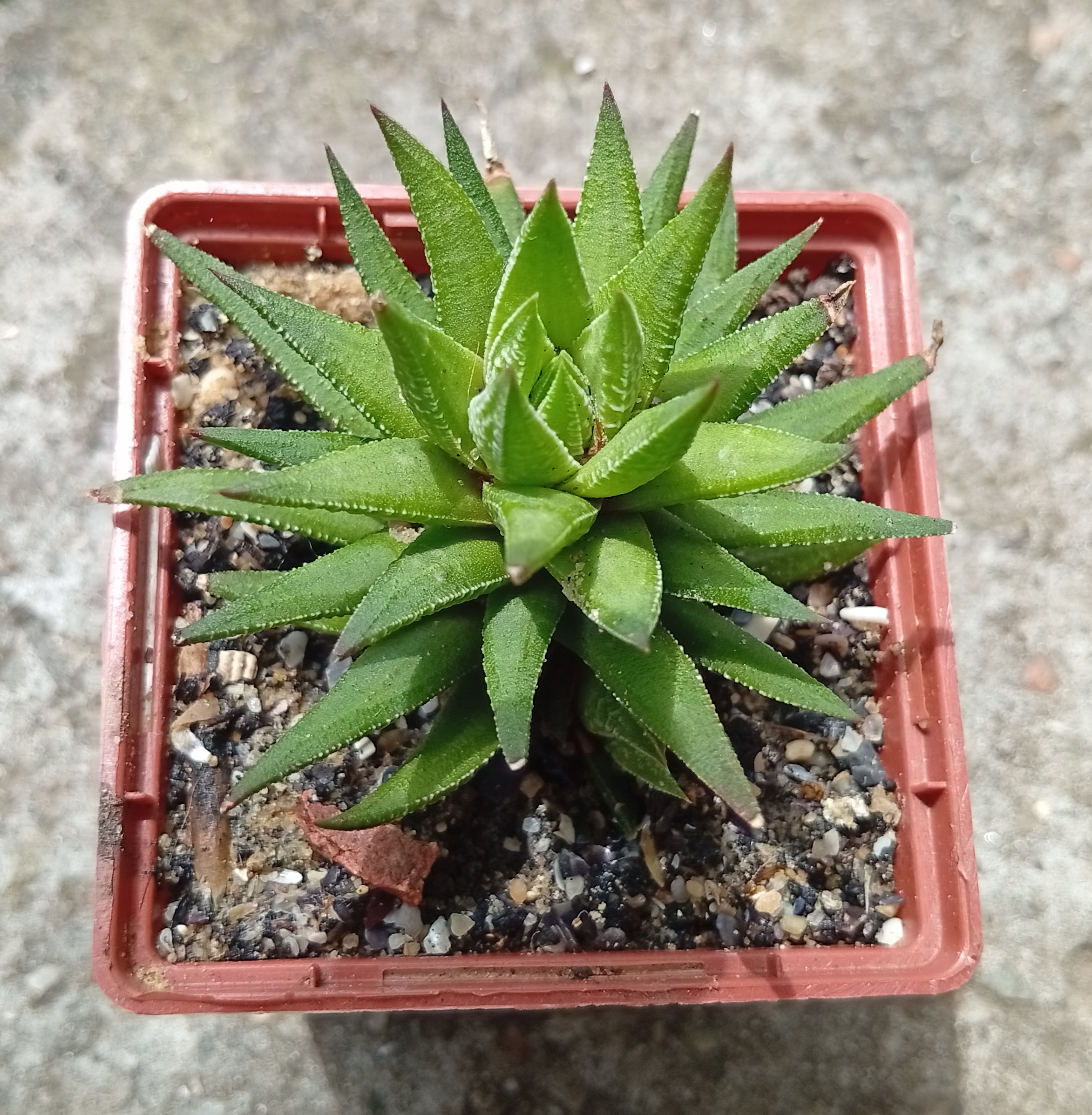 Haworthia spes UP 017