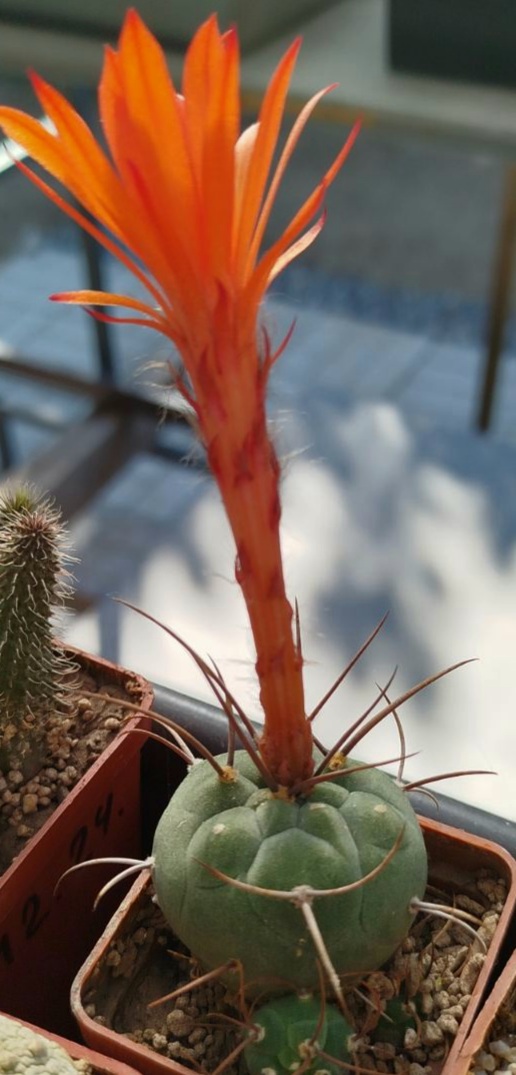 Submatucana madisoniorum (Plapp)