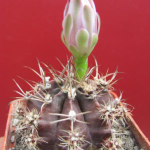 Gymnocalycium   mihanovichii   v.