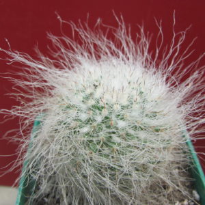 Mammillaria hahniana