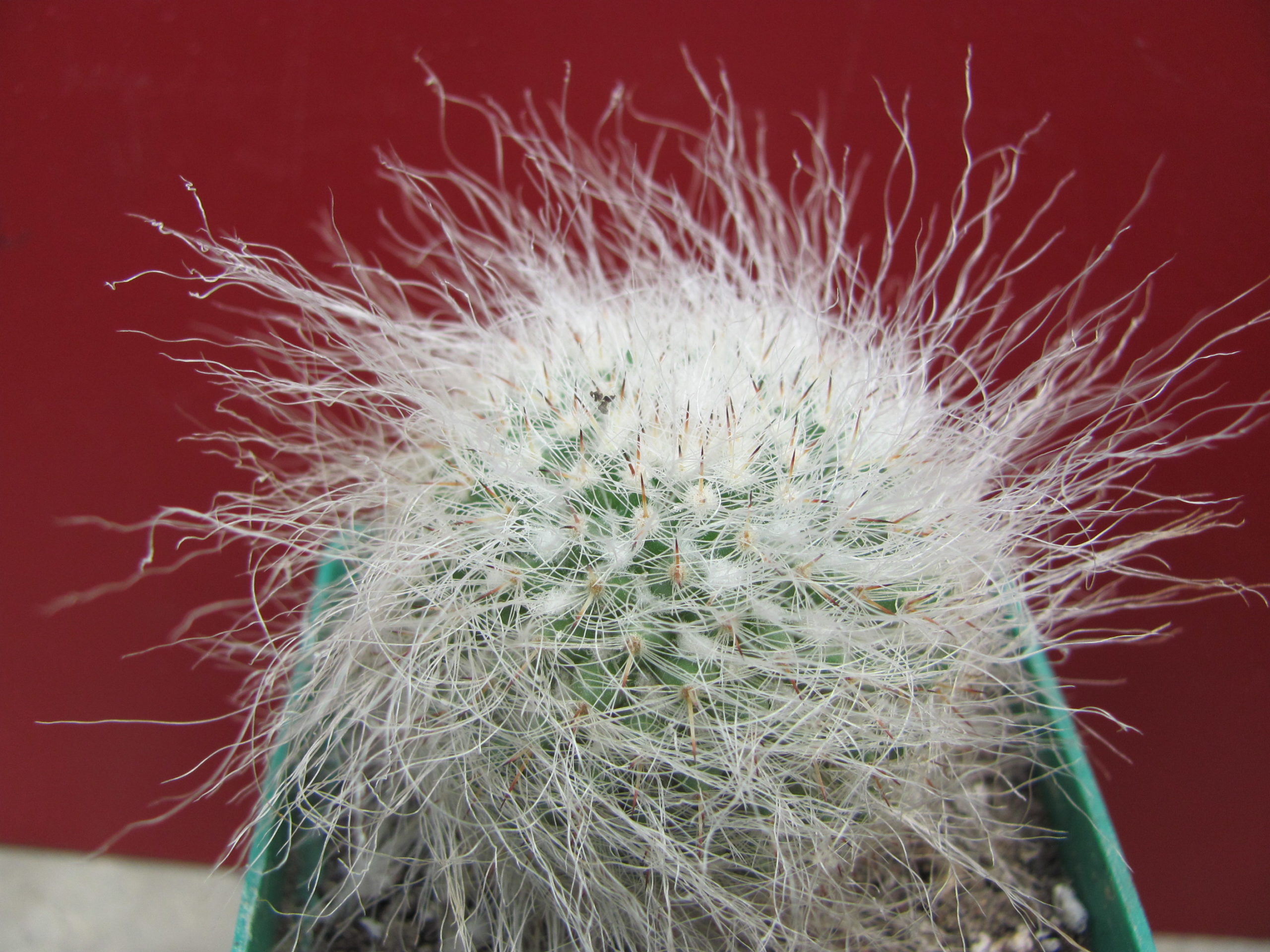 Mammillaria hahniana