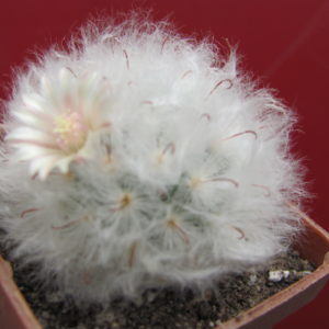 Mammillaria multilanata