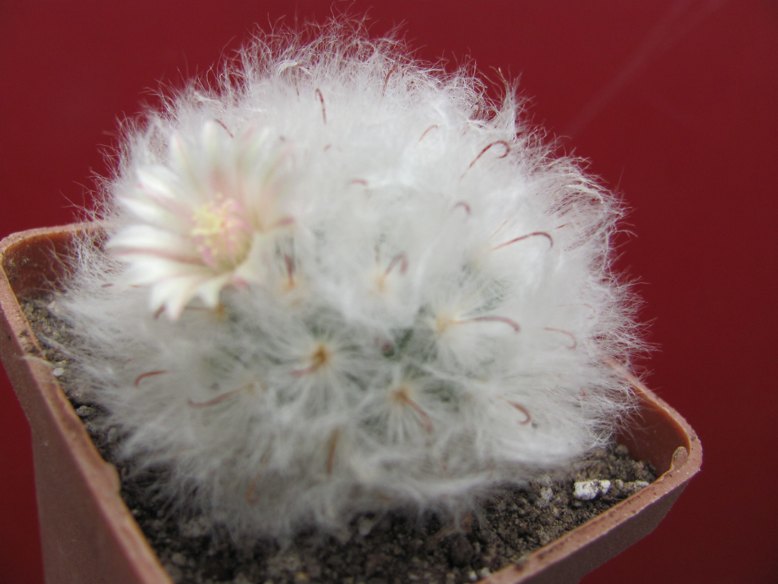 Mammillaria multilanata