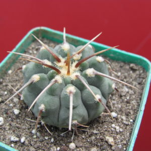 Gymnocalycium vatteri   1 kol