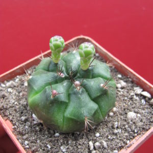 Gymnocalycium  volkeri