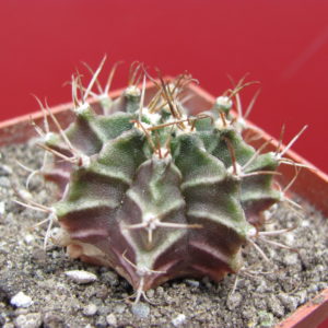 Gymnocalycium  mihanovichii  v.