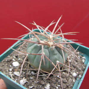 Gymnocalycium cardenasianum longispinum