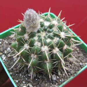 Notocactus  turececkianus