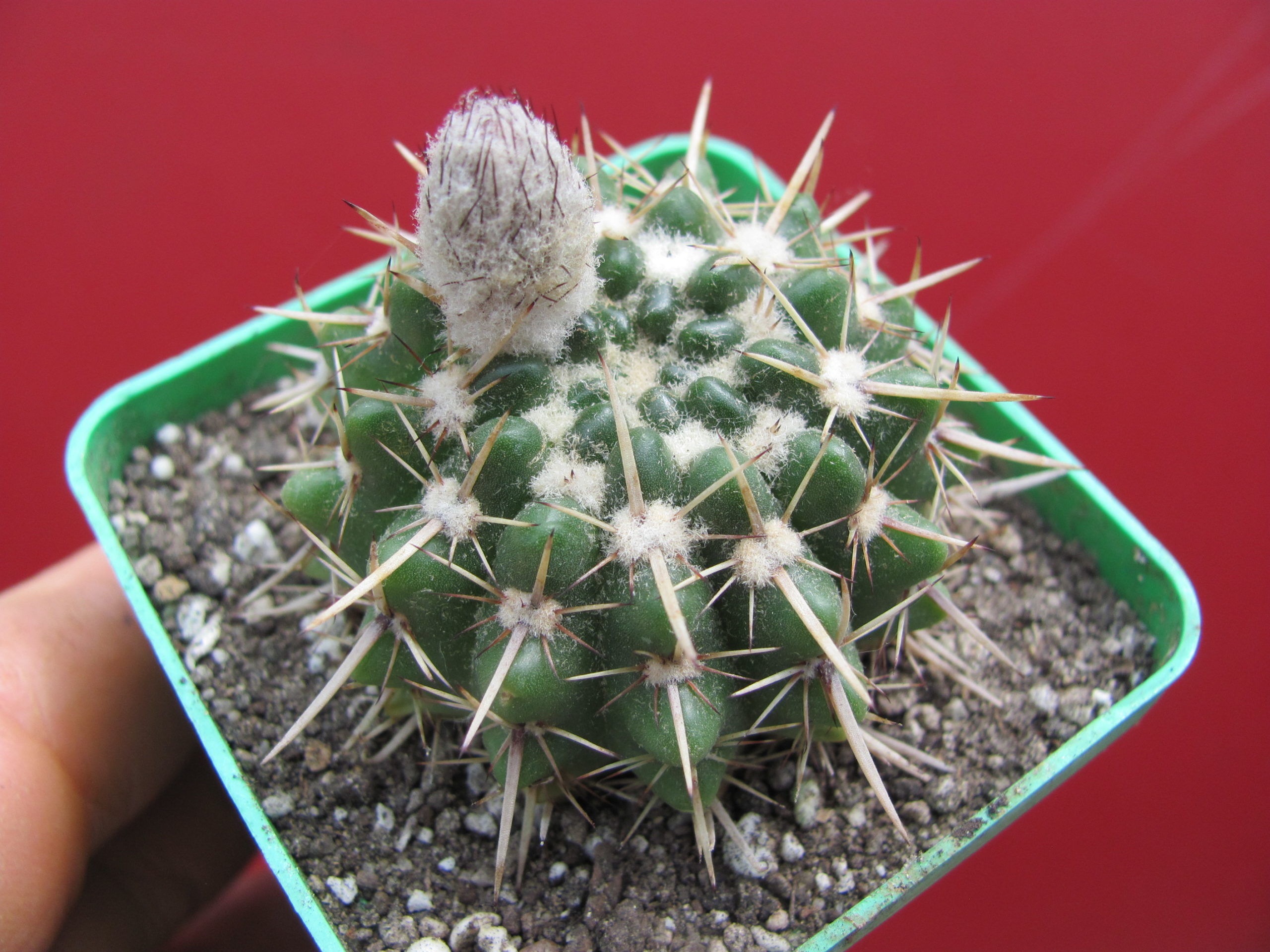 Notocactus turececkianus