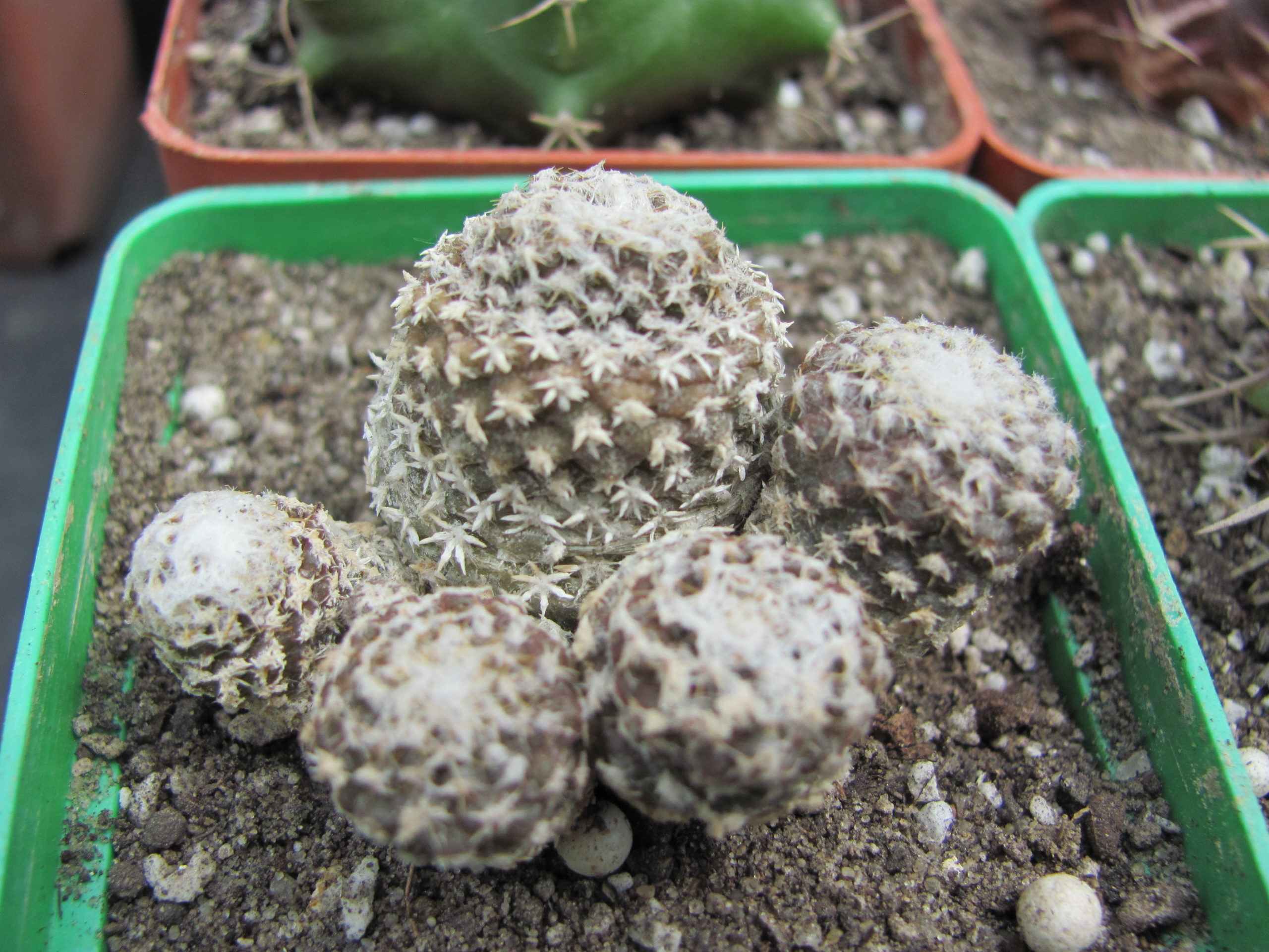 Copiapoa laui