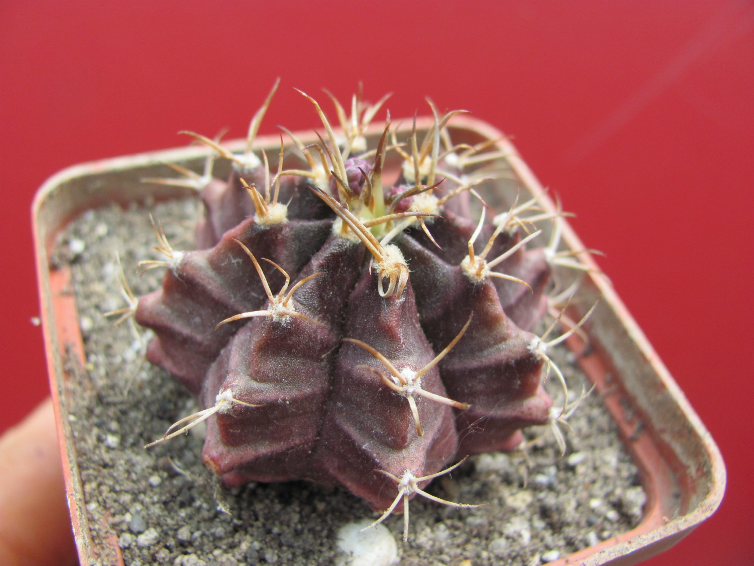 Gymnocalycium  mihanovichii   nigra