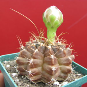 Gymnocalycium  anisitsii