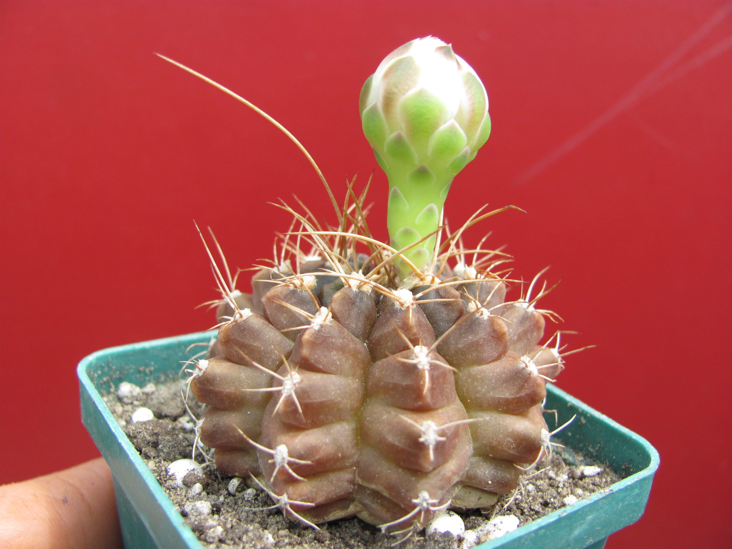 Gymnocalycium  anisitsii