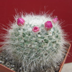 Mammillaria   hahniana