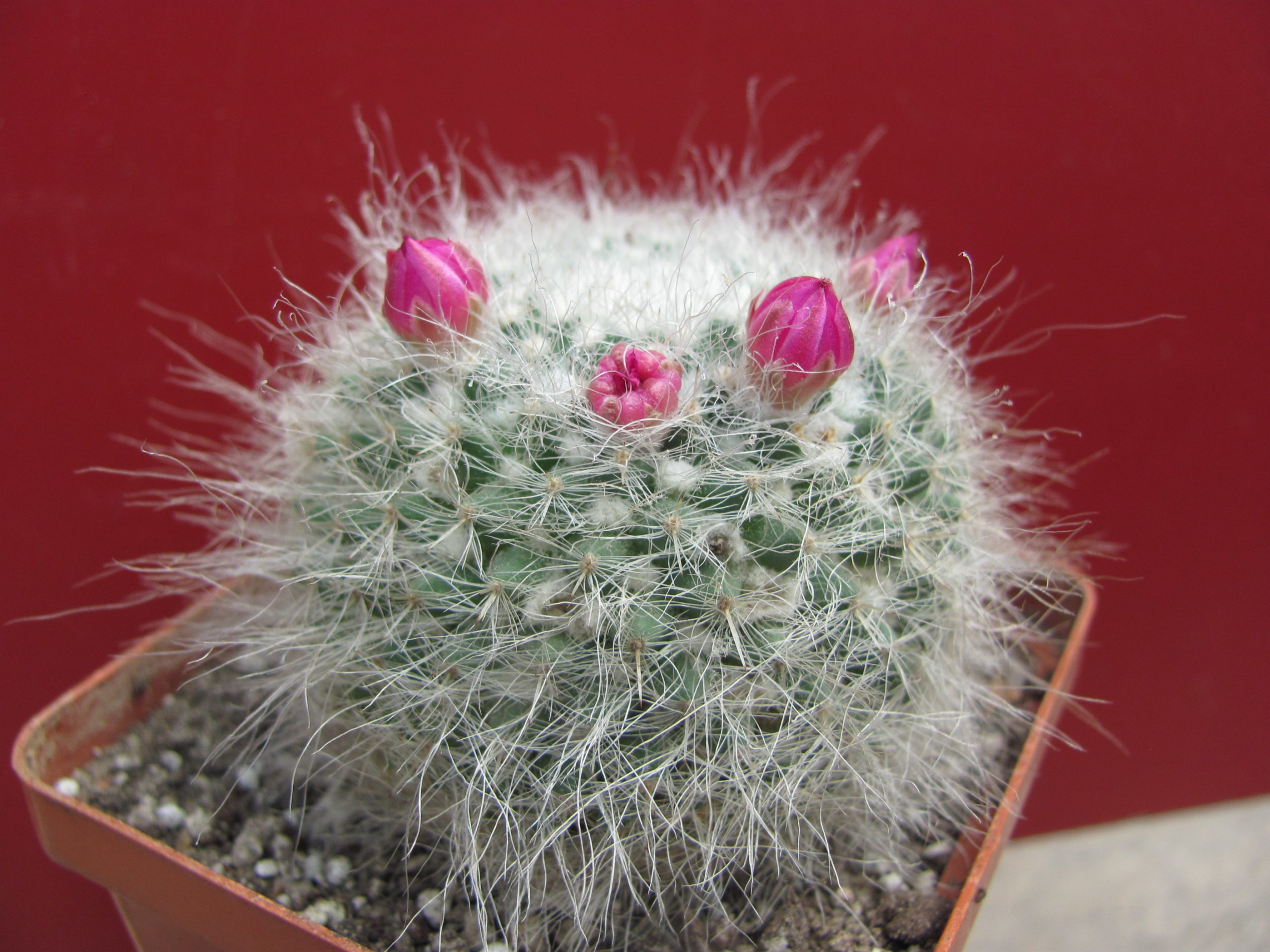 Mammillaria   hahniana