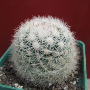 Mammillaria   ortiz-rubion