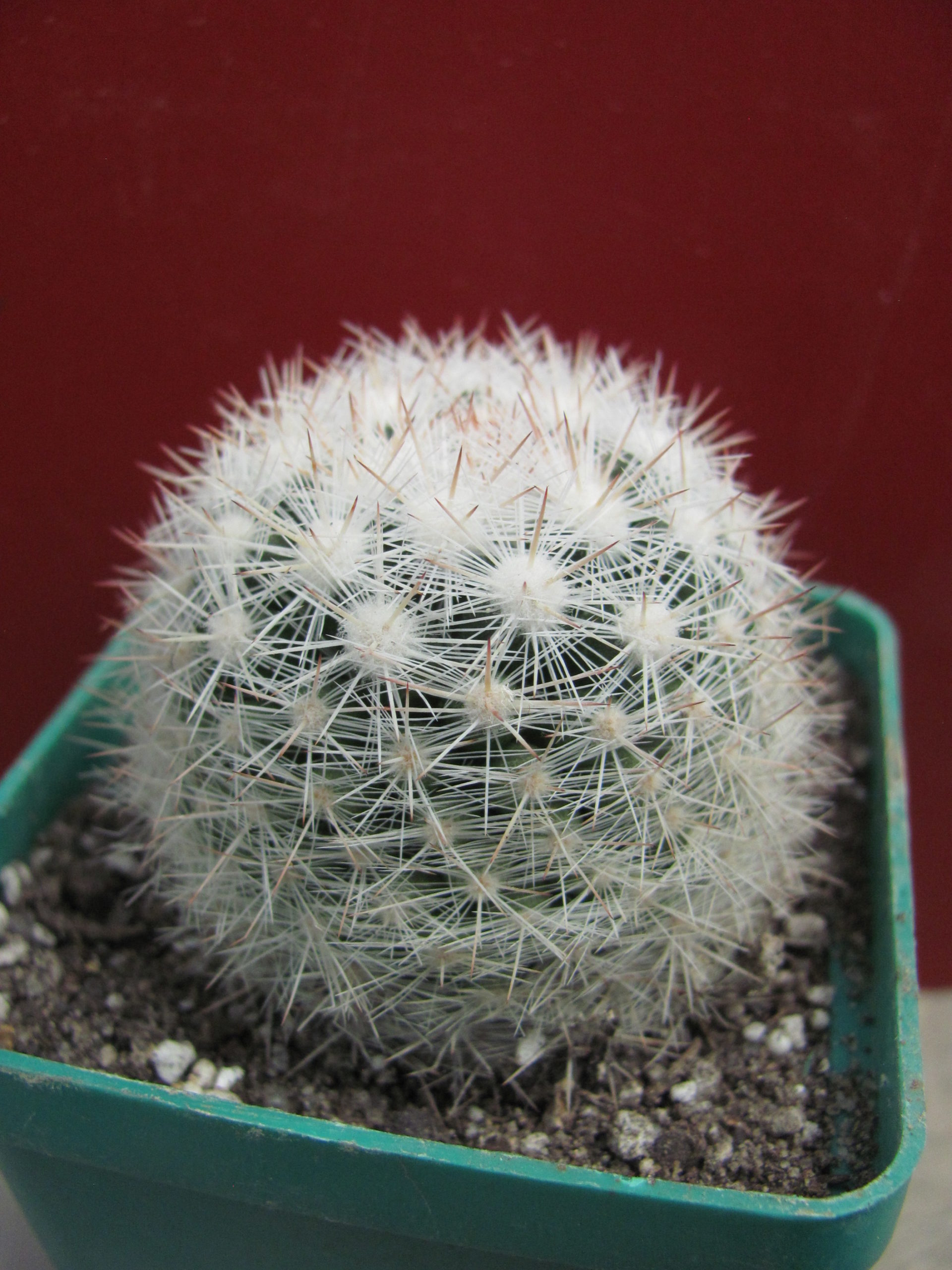 Mammillaria   ortiz-rubion
