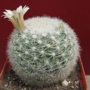 Mammillaria  ortiz-rubion