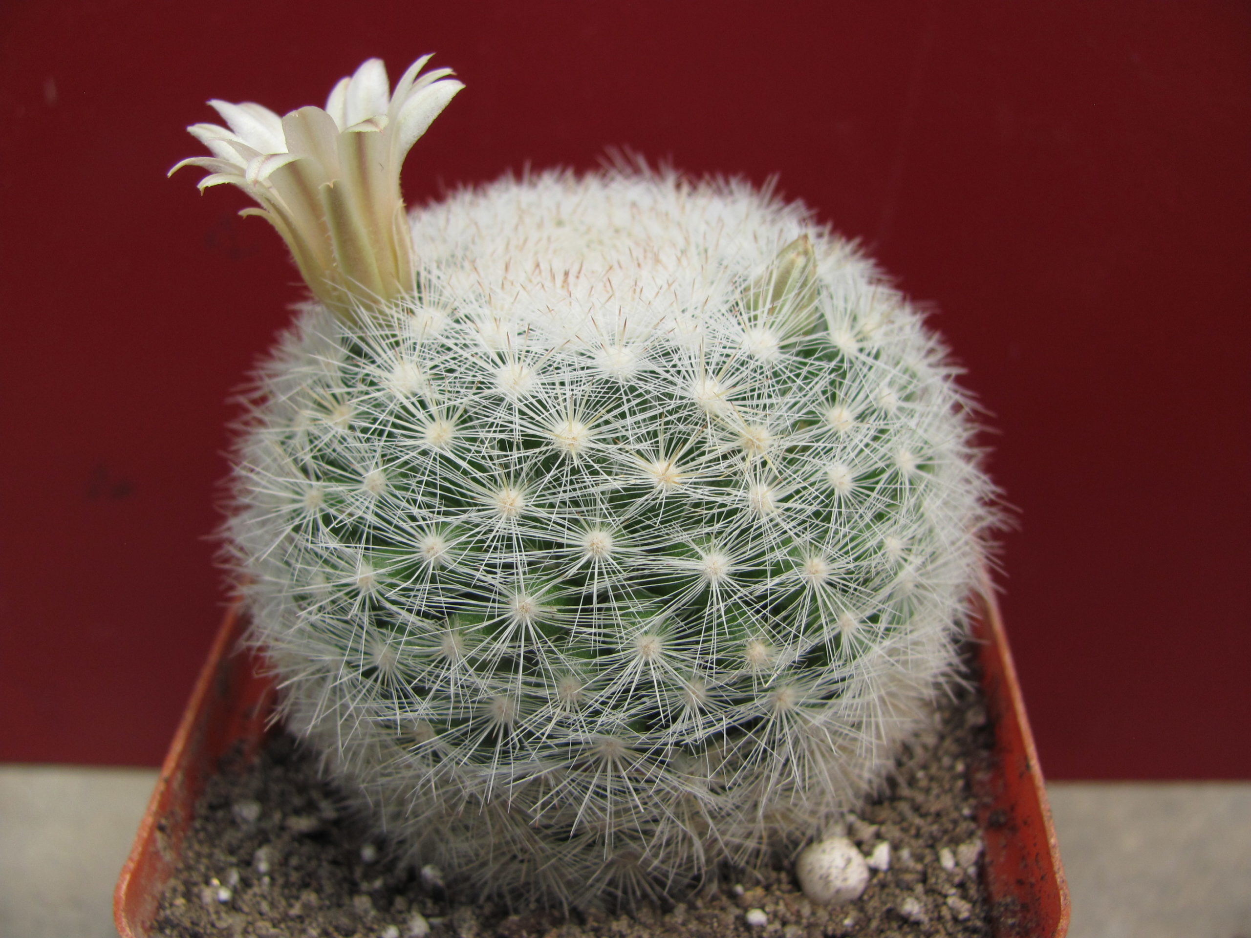 Mammillaria  ortiz-rubion