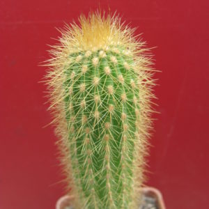 Weberbauerocereus aureispinus