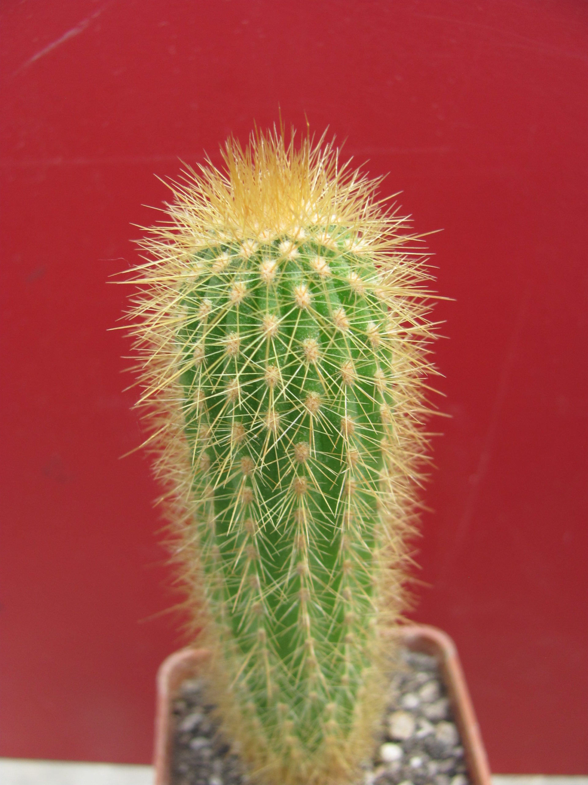 Weberbauerocereus aureispinus