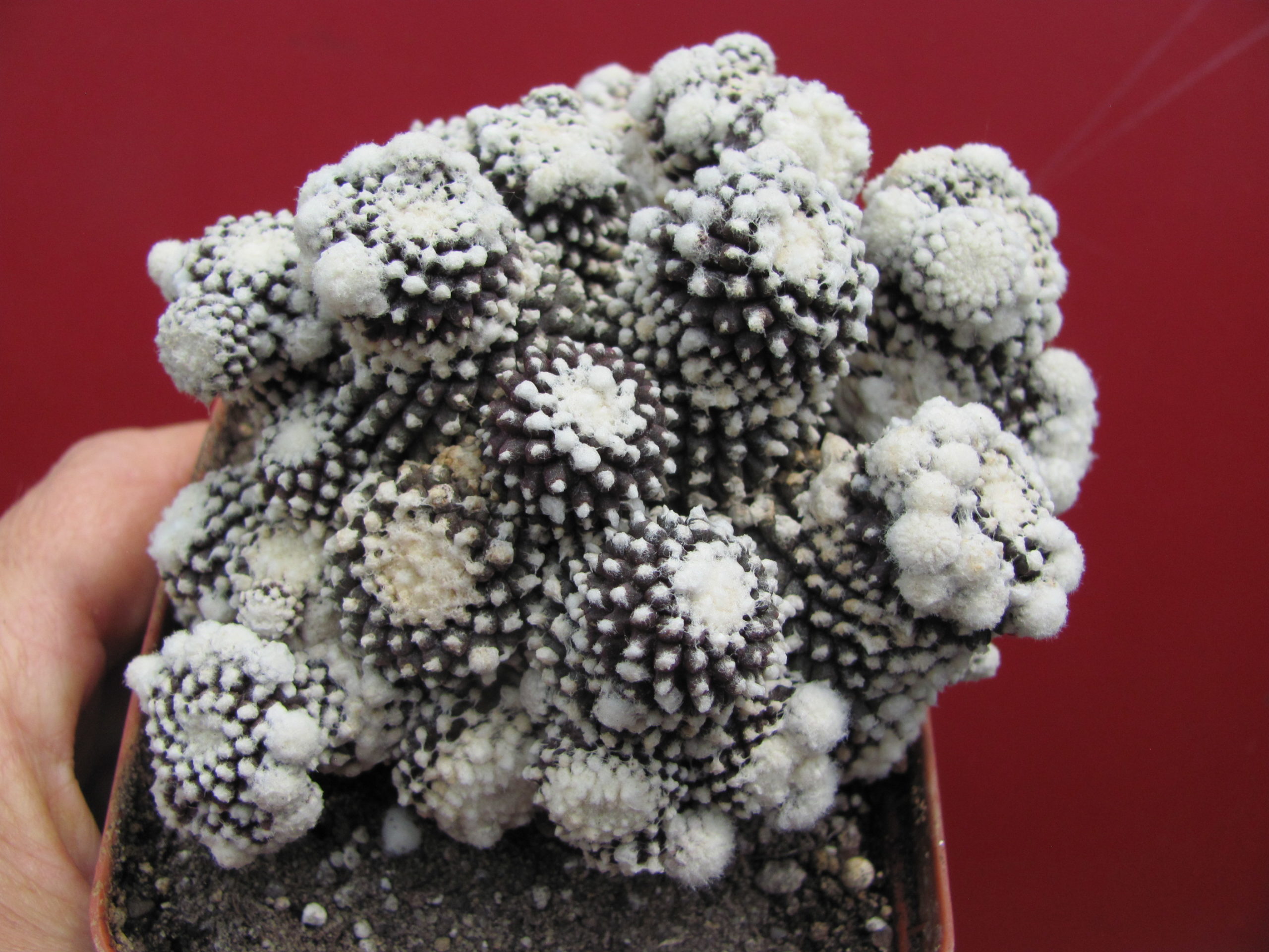 Copiapoa tenuissima *monsrosa*