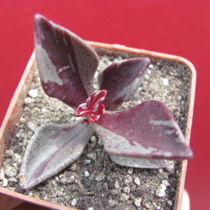Lenophyllum guttatum variegata