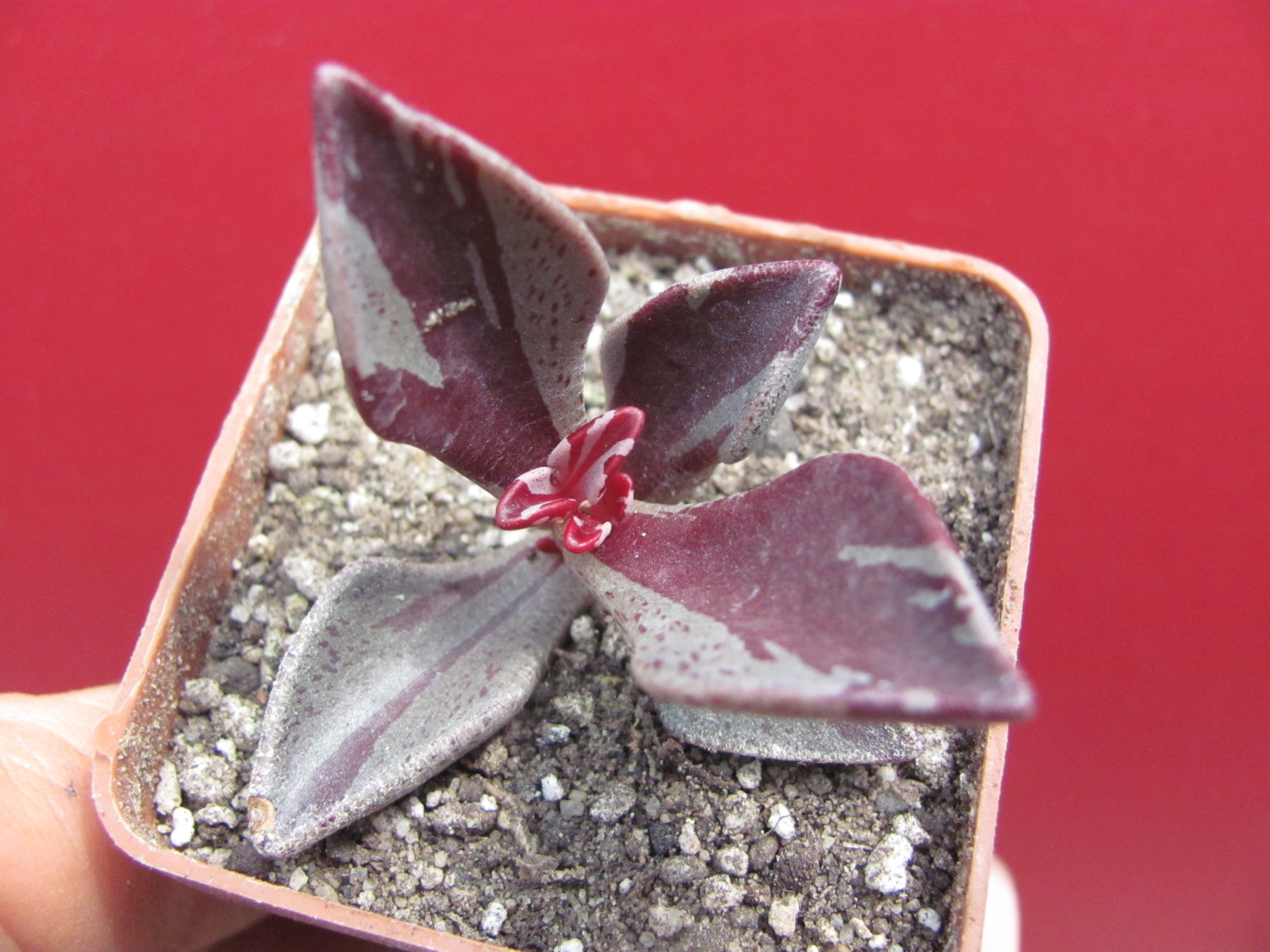 Lenophyllum guttatum variegata
