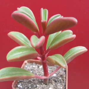 Peperomia graveolens