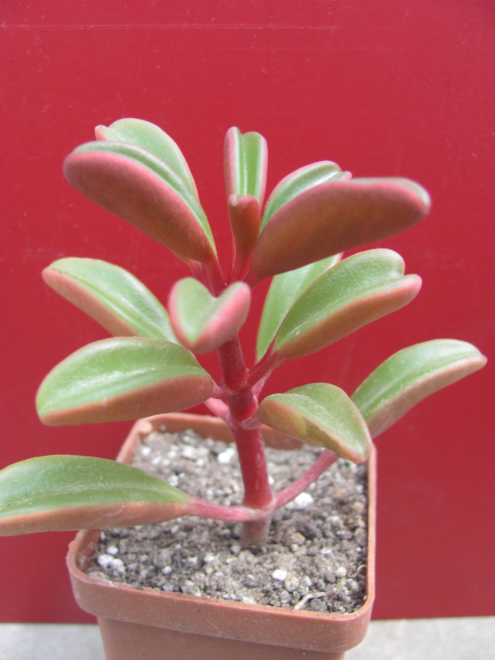 Peperomia graveolens