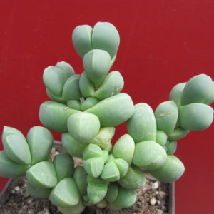 Corpuscularia lehmannii