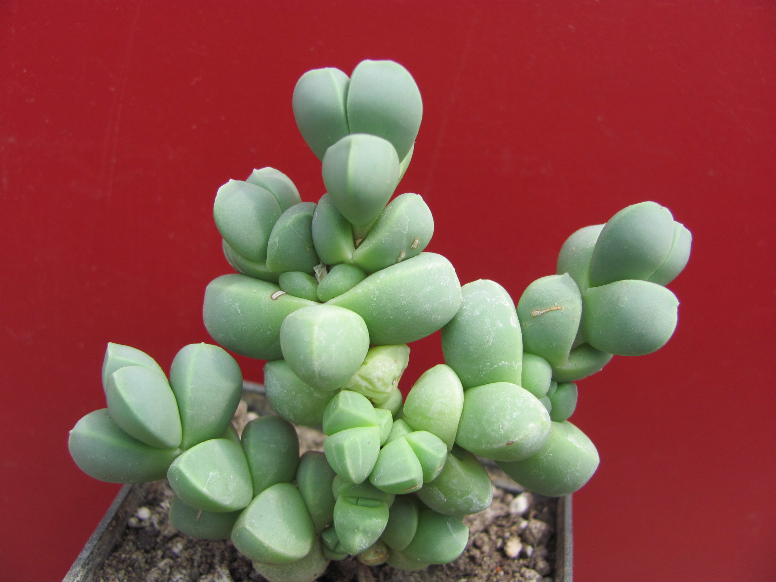 Corpuscularia lehmannii