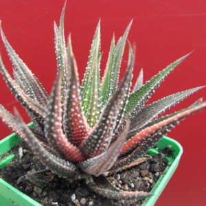 Haworthia attenuata variegata