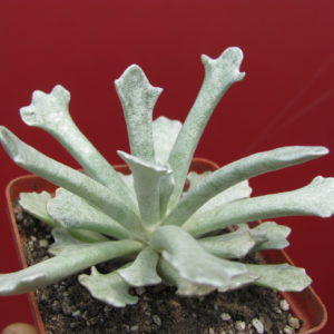 Senecio scoposus addoensis
